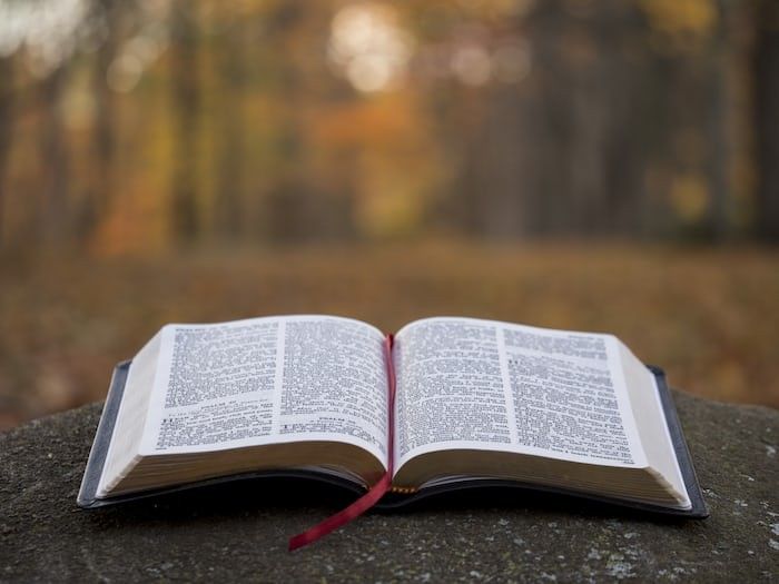 An open Bible sits in a forest.